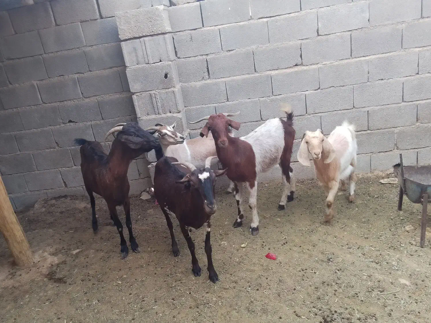 کهره و بز|حیوانات مزرعه|جم, |دیوار