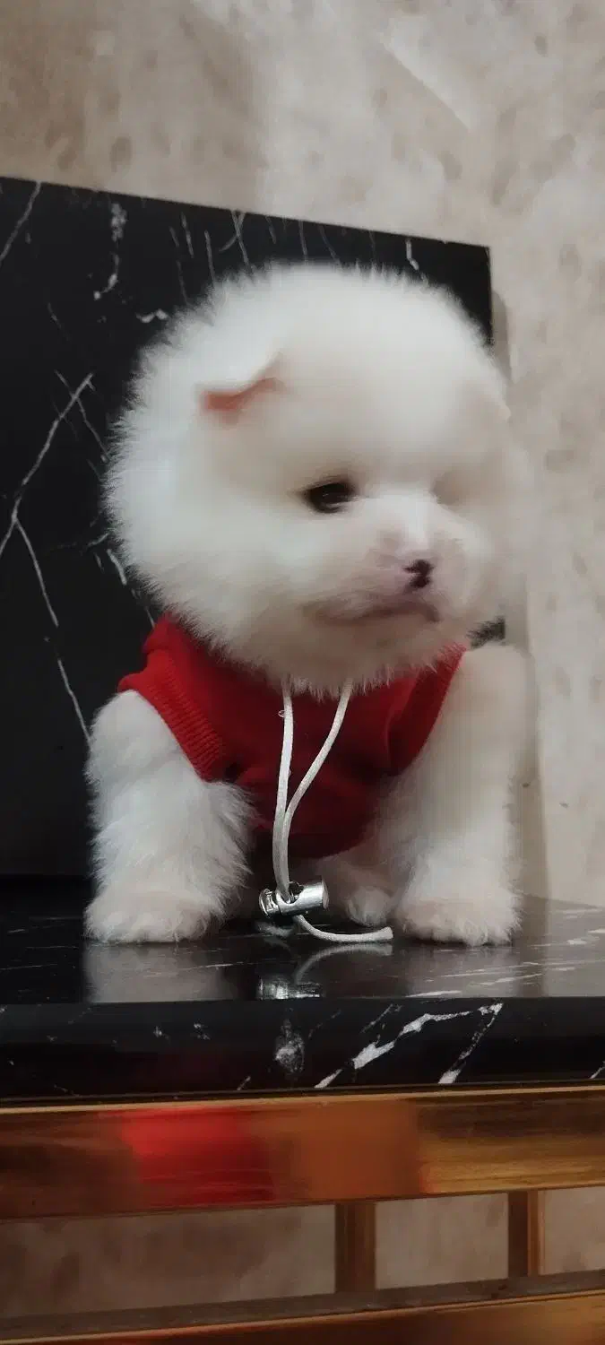 توله پامرانین .خرسی قیمت۸ تا ۱۳ بدونه واسطه خریدکن|سگ|تهران, والفجر (افسریه)|دیوار