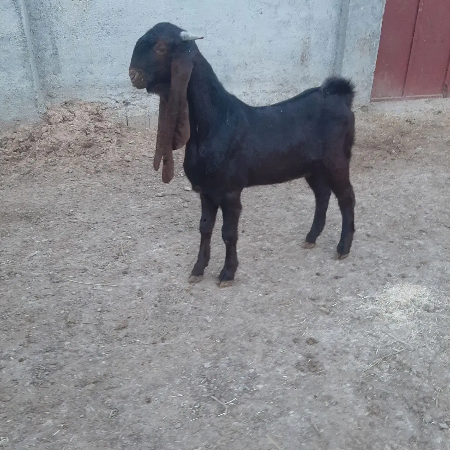 نری پاکستانی|حیوانات مزرعه|مرودشت, قانون|دیوار