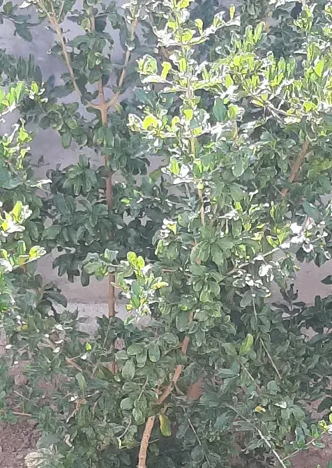 باغ و خانه باغ|فروش خانه و ویلا|تفت, |دیوار