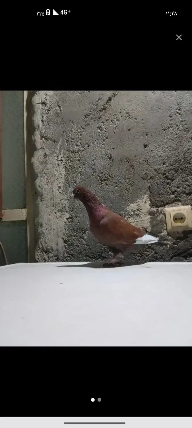 کبوتر مینا سرخ نر|پرنده|زاهدان, |دیوار