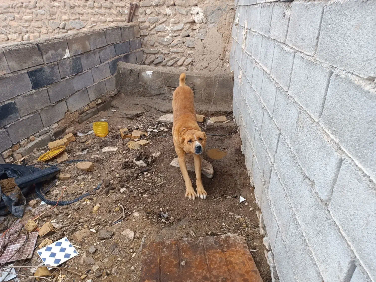 سگ گوسفندی|سگ|قوچان, |دیوار