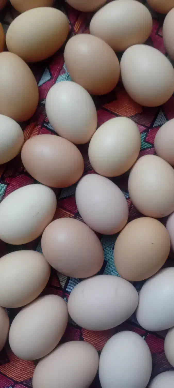 تخم مرغ محلی ارگانیک گلپایگان|خوردنی و آشامیدنی|پاکدشت, خاتون آباد|دیوار