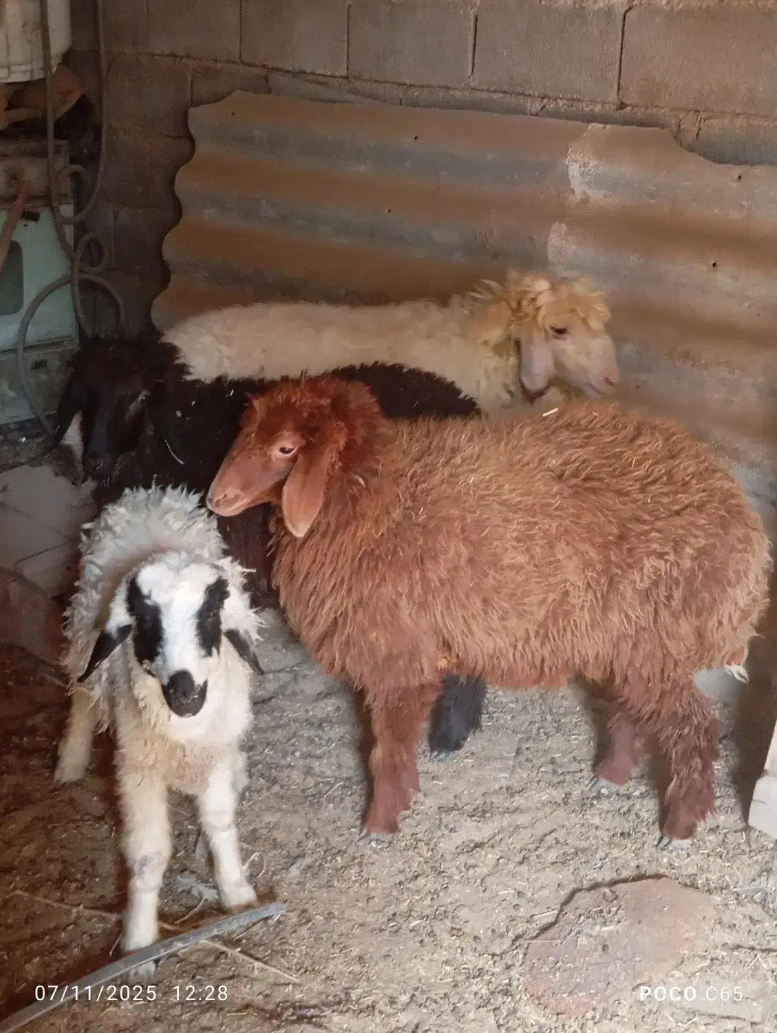 بره نر ماده|حیوانات مزرعه|چمران, |دیوار