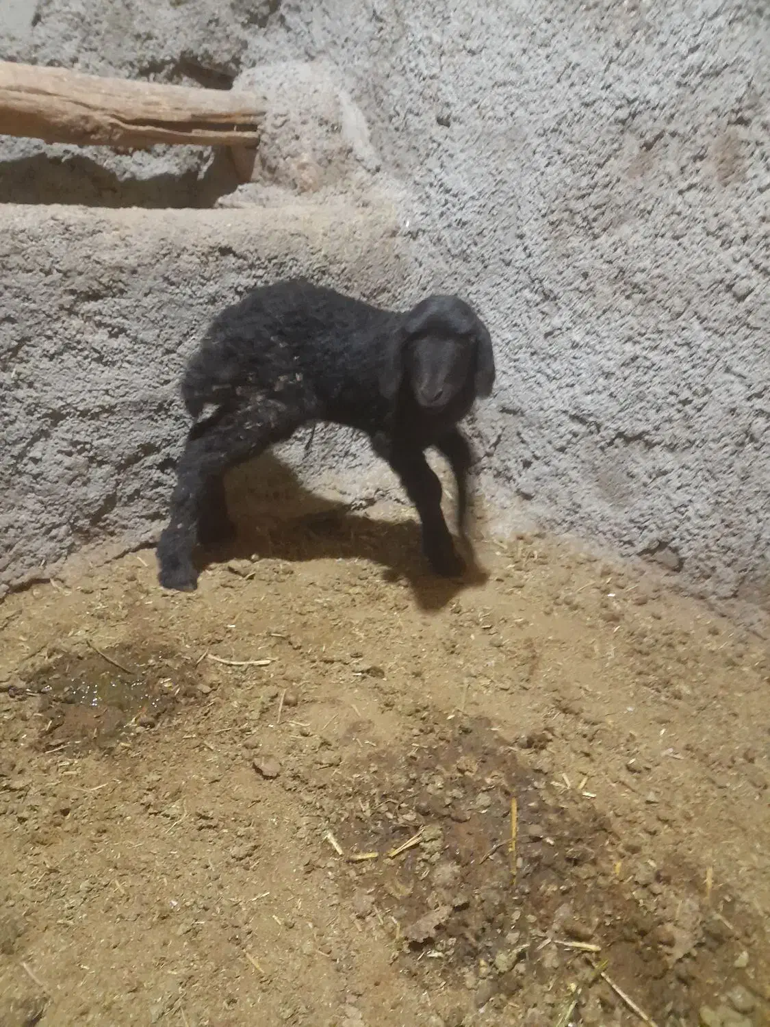 گوسفند|حیوانات مزرعه|طاغنکوه, |دیوار