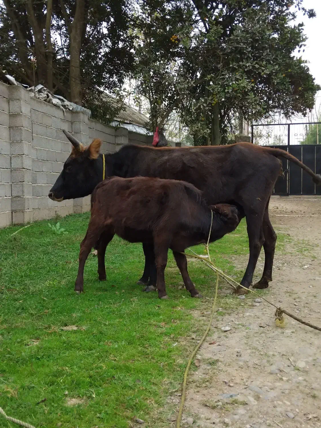 گاو.|حیوانات مزرعه|رشت, جماران|دیوار