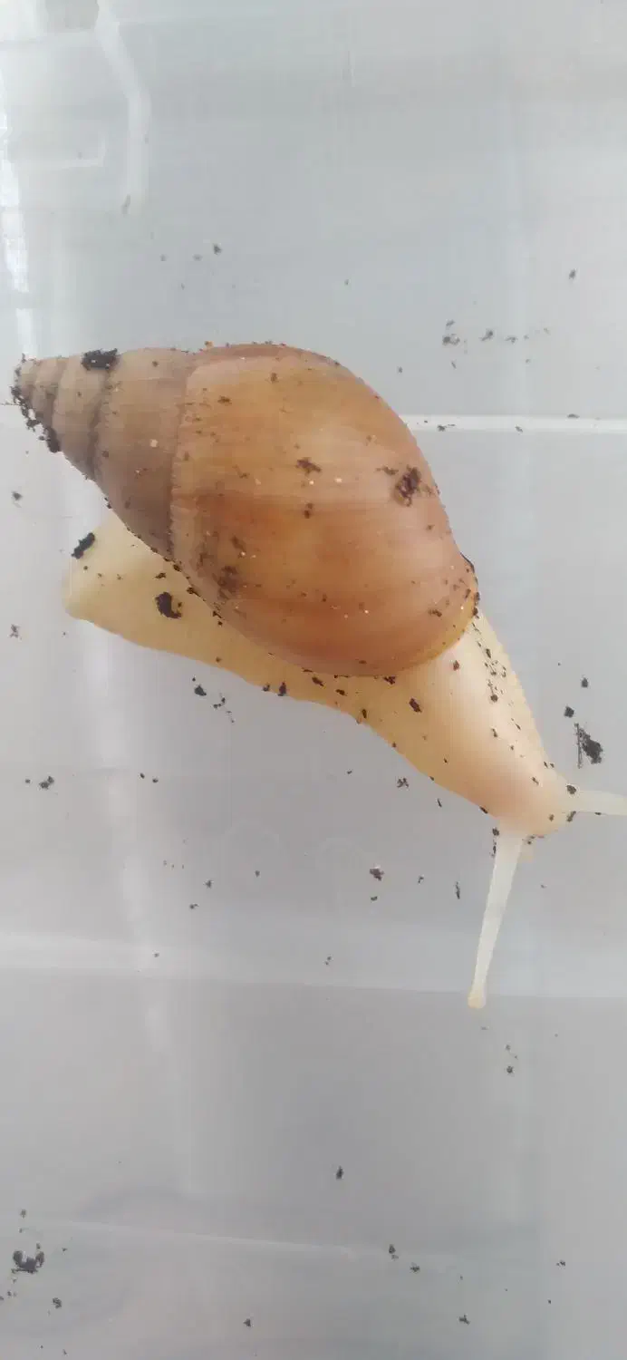 حلزون مولد یک ساله|خزنده|اصفهان, شمس آباد|دیوار