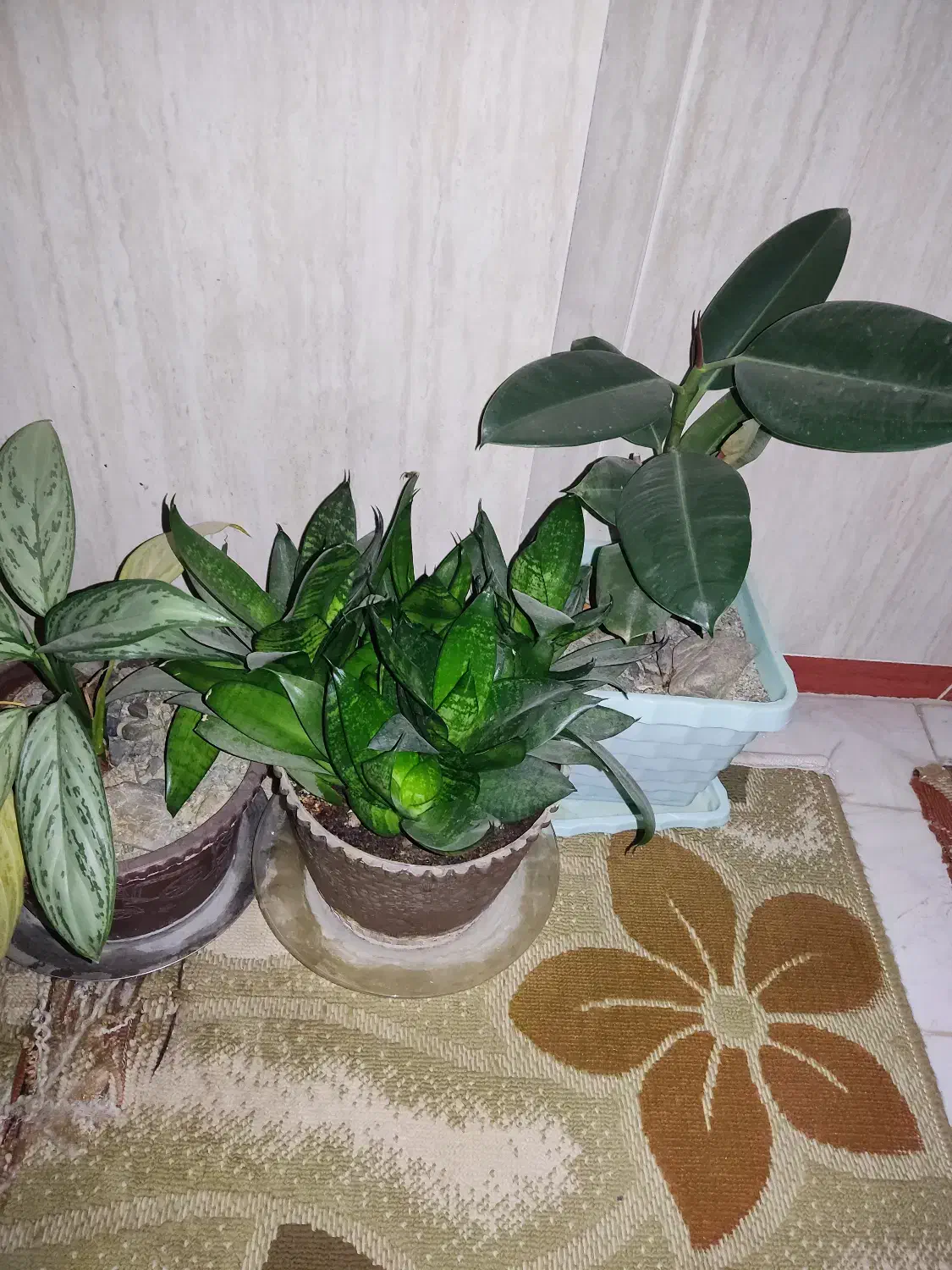 گل طبیعی|گل و گیاه طبیعی|سنقر, |دیوار