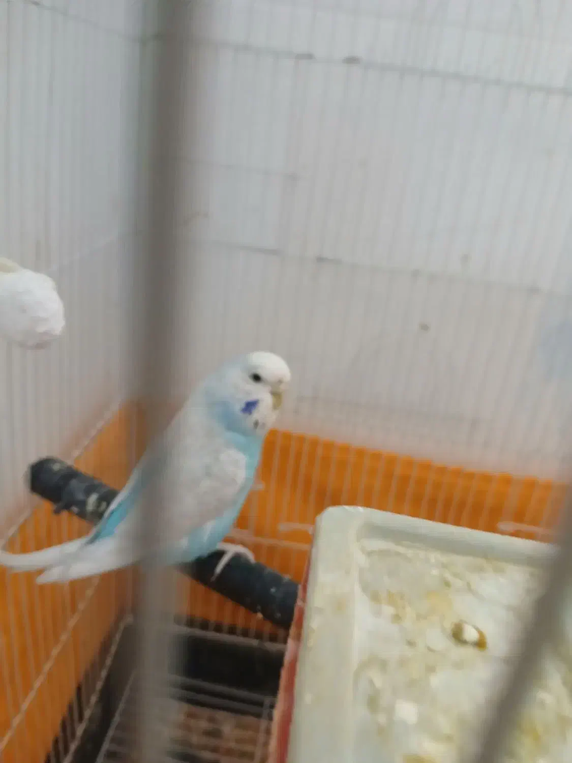 یک جفت مرغ عشق|پرنده|تفت, |دیوار