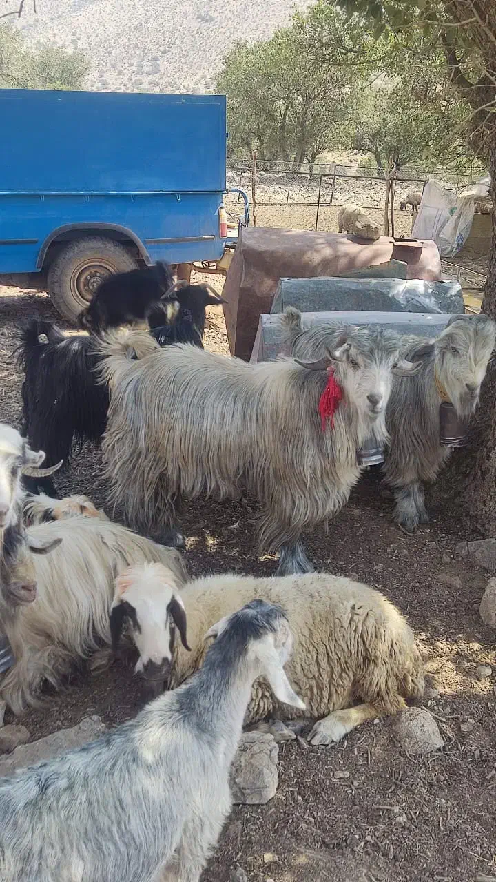 دوعدد چپش سبز رنگ|حیوانات مزرعه|شیراز, شهدای شهرک سعدی|دیوار