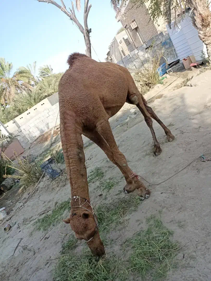 شتر نر آرام|حیوانات مزرعه|بمانی, |دیوار