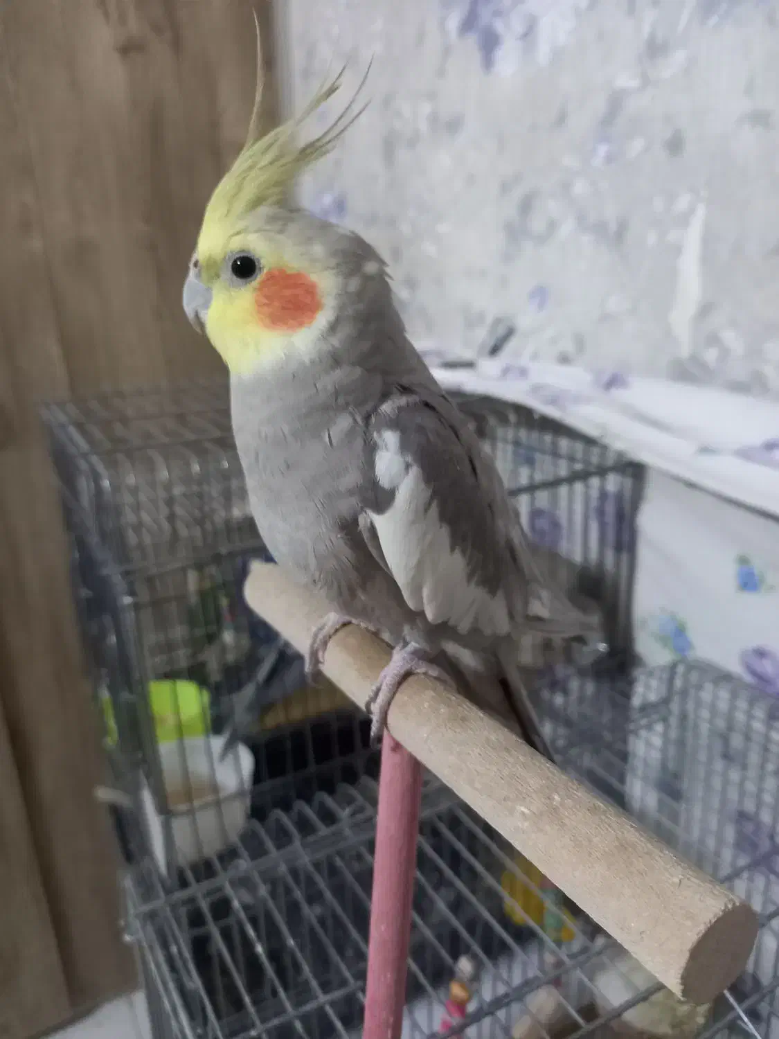 عروس هلندی نر سخنگو|پرنده|مشهد, گلبرگ شمالی|دیوار