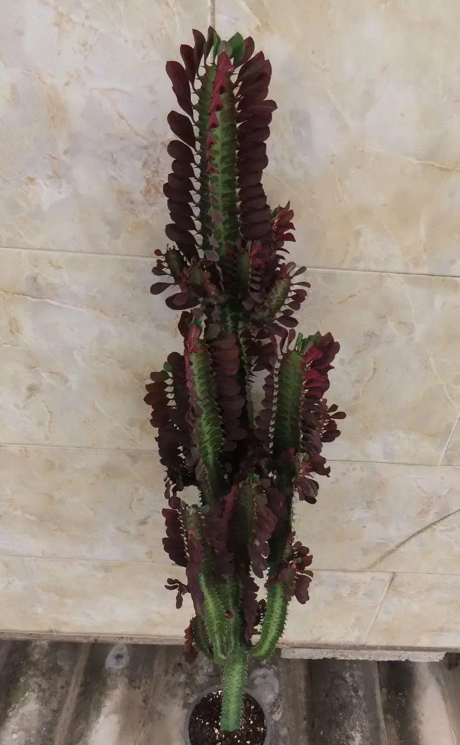 گیاه طبیعی افوربیا قرمز|گل و گیاه طبیعی|قائم‌شهر, |دیوار