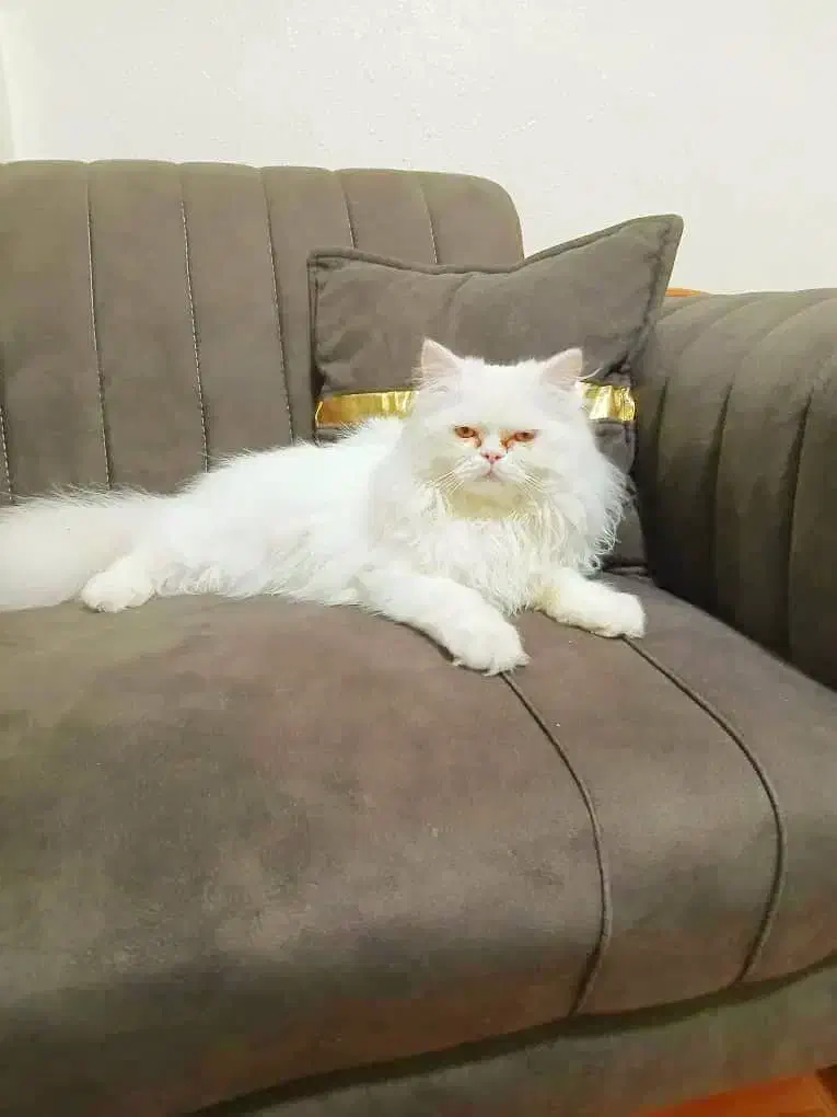 گربه پرشین|گربه|خمینی‌شهر, |دیوار