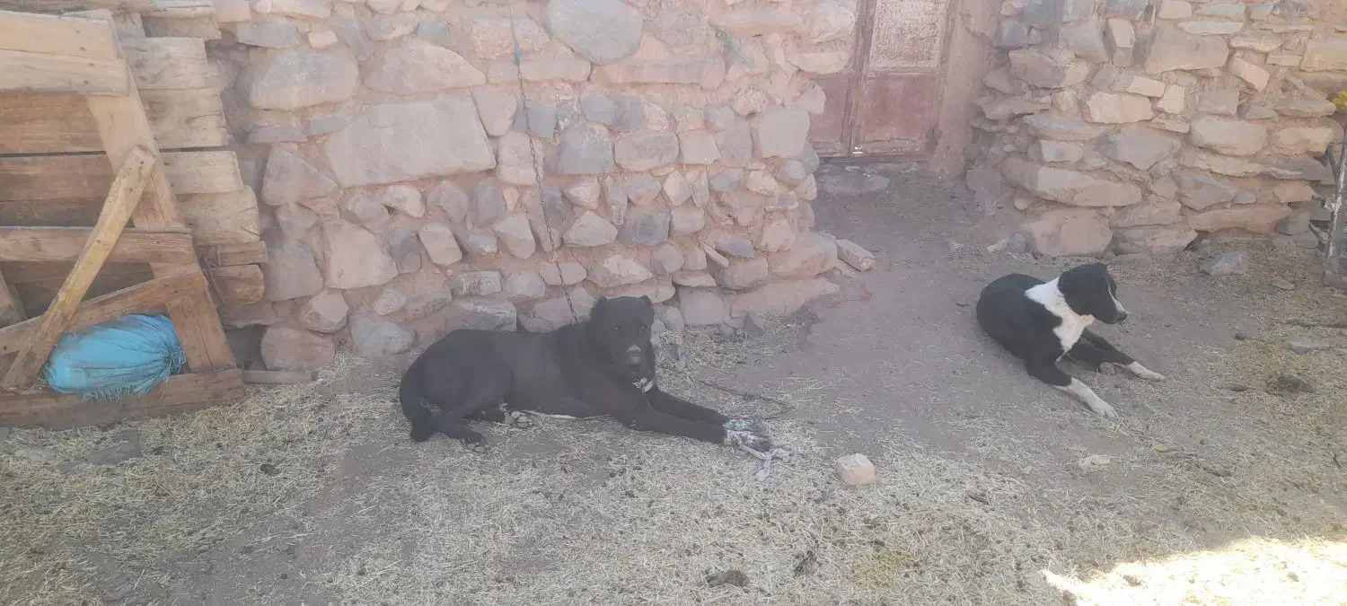 سگ ۳سال دهن پاک|سگ|سلفچگان, |دیوار