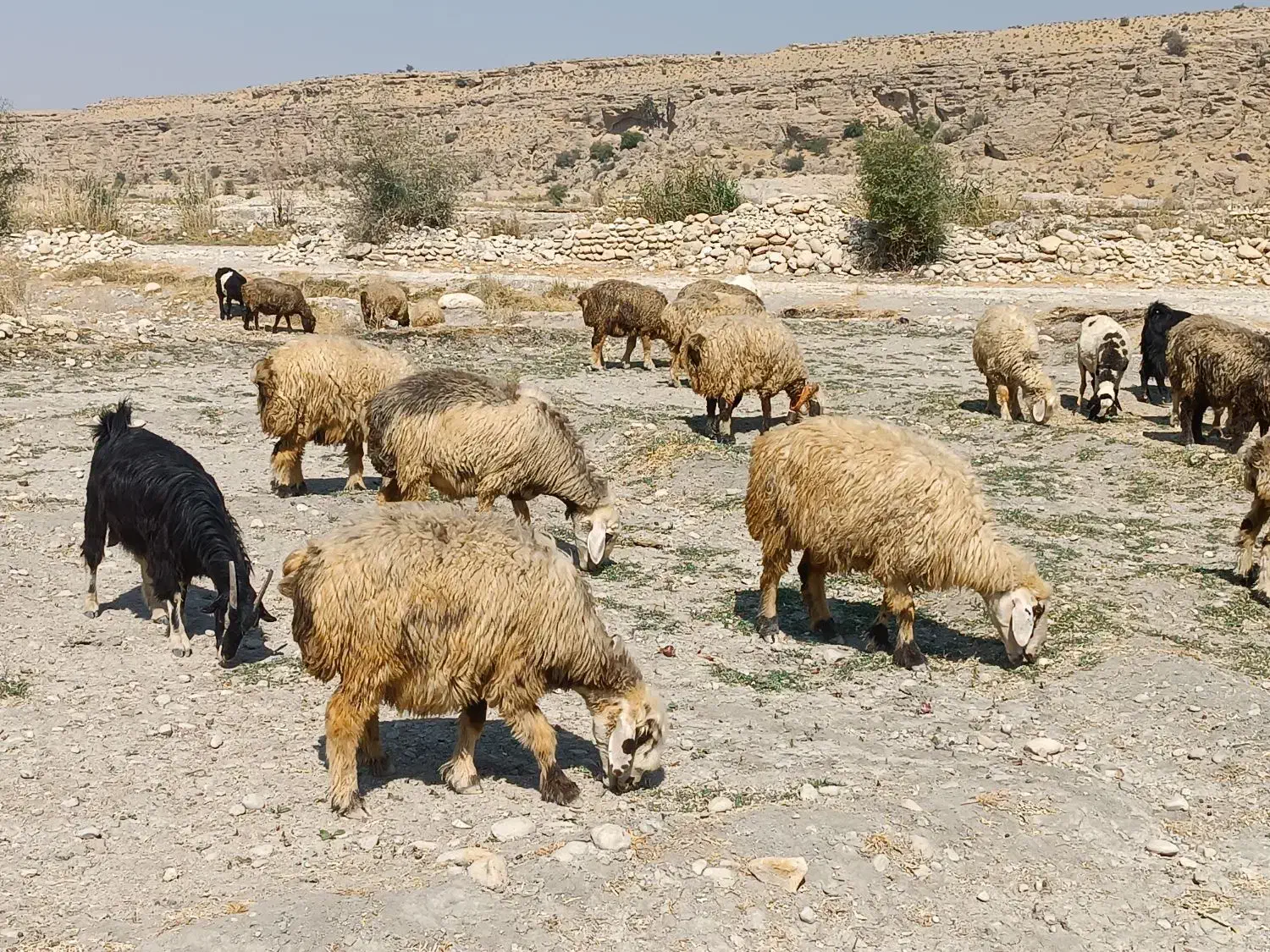 فروش120راس میش داشتی بره دار و آبستن ترکی بختیاری|حیوانات مزرعه|کازرون, |دیوار