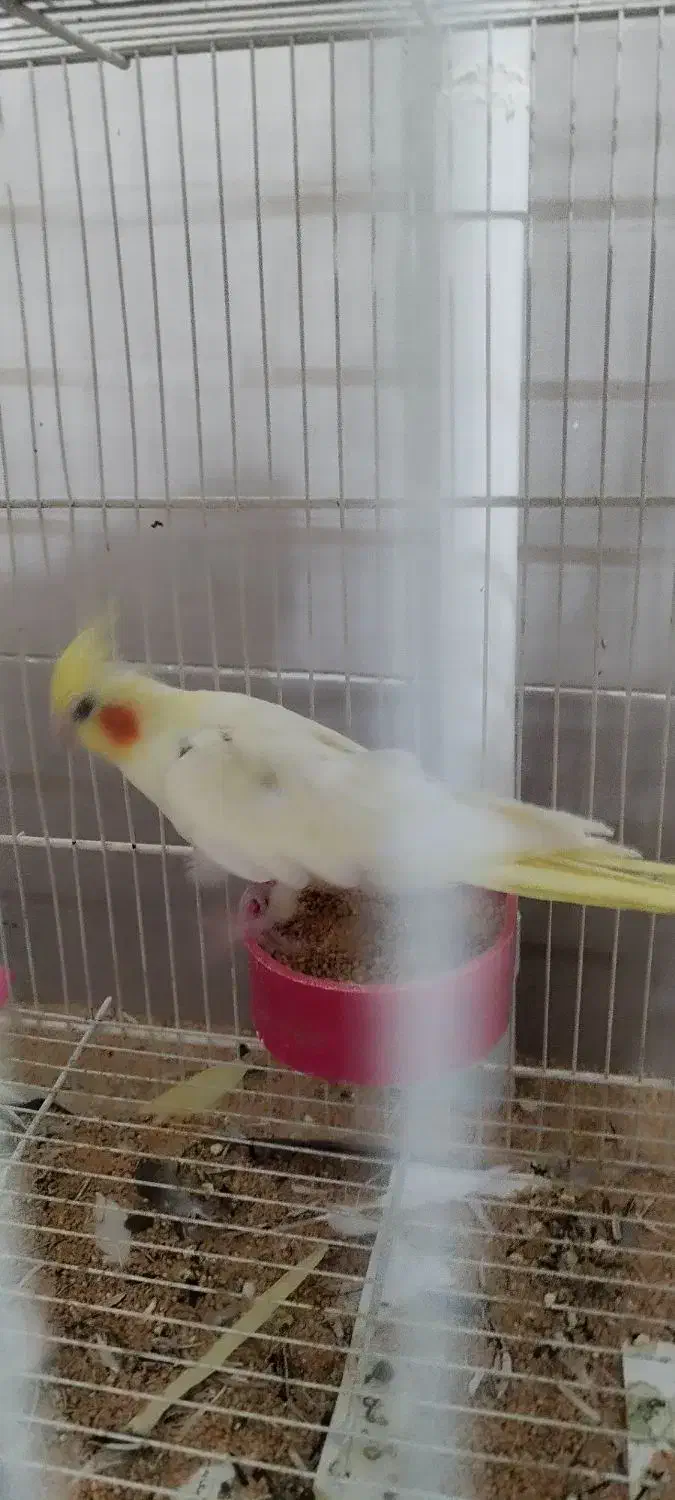 یک جفت عروس هلندی لوتینو وخاکستری به شرط تخم|پرنده|تربت جام, پاسداران|دیوار