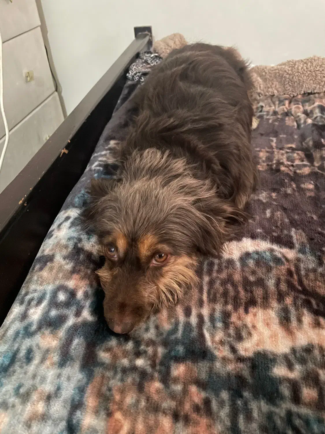 شیتزو تریر|سگ|تهران, کرمان|دیوار