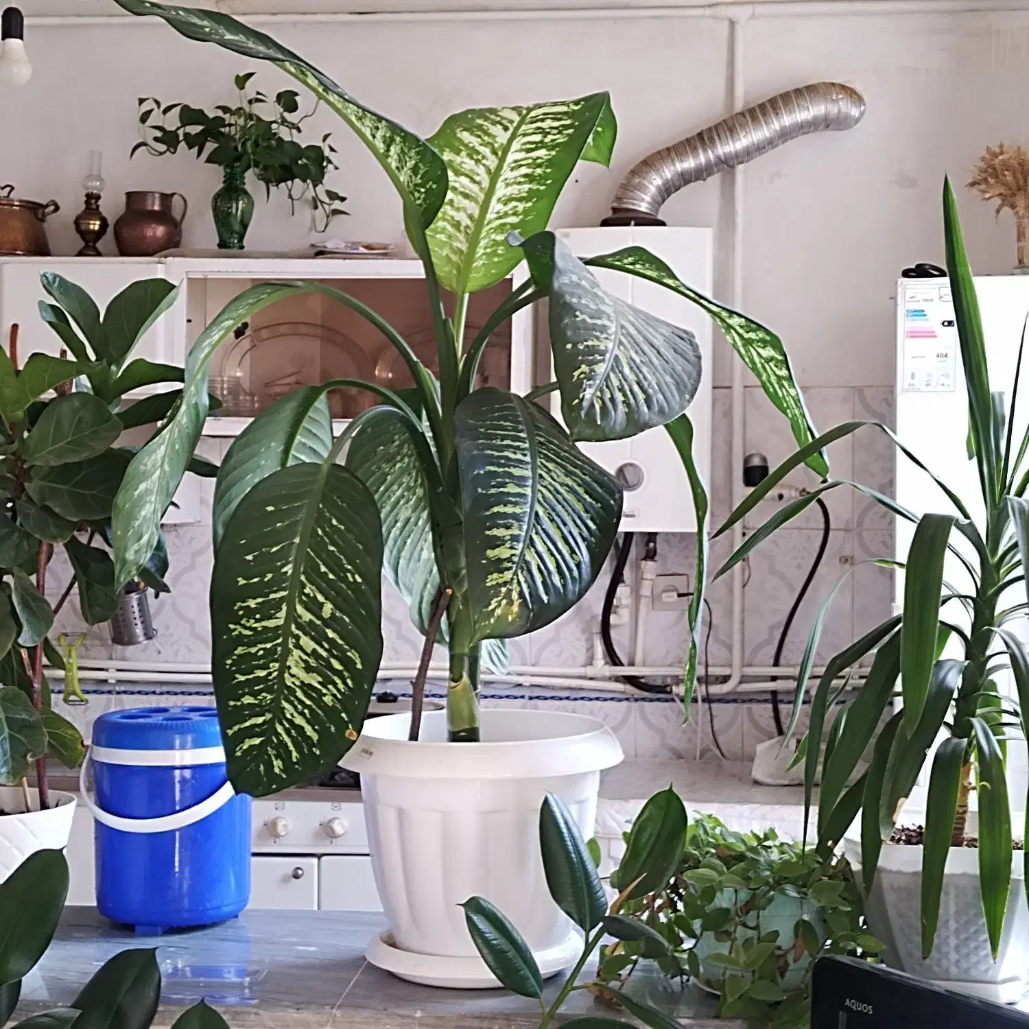 گل دیفن باخیا|گل و گیاه طبیعی|بجنورد, |دیوار