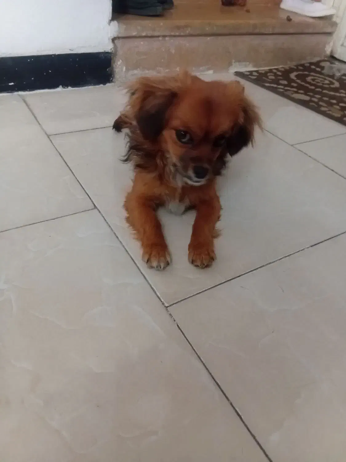 واگزاری|سگ|شیراز, شیخ روزبهان|دیوار