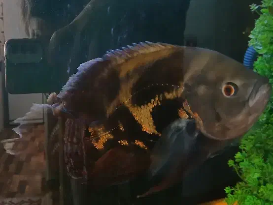 ماهی اسکار|ماهی|تربتحیدریه, شهرک ولیعصر|دیوار