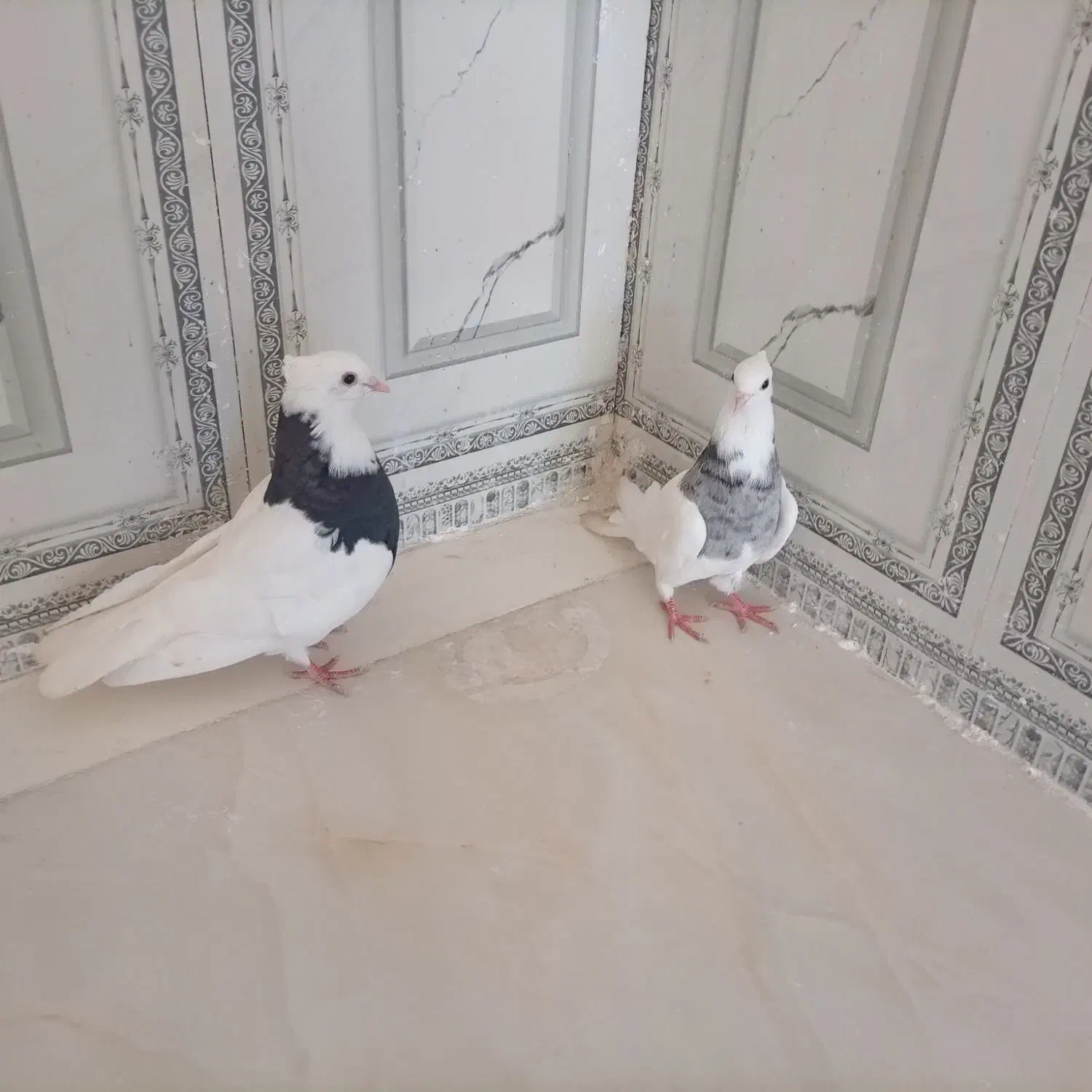 طوقی|پرنده|باوی, |دیوار