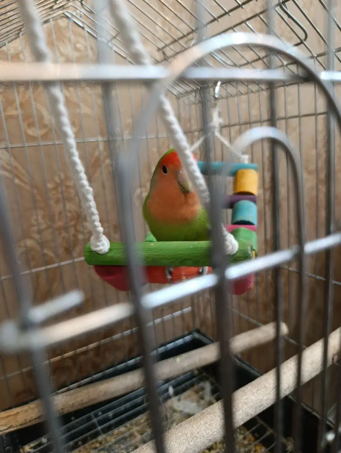 طوطی برزیلی|پرنده|خوی, |دیوار