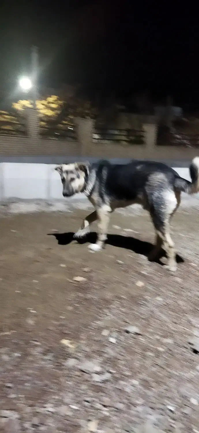 توله سگ عراقی ،وسگ پاکوتاه|سگ|اشتهارد, |دیوار