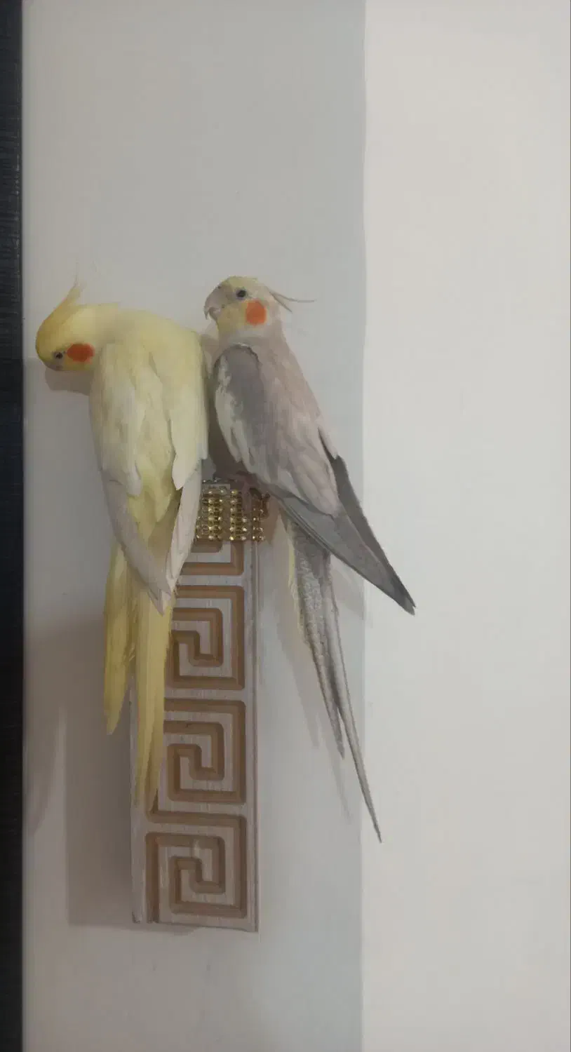 عروس هلندی ومرغ عشق|پرنده|ری, شهید بهشتی|دیوار