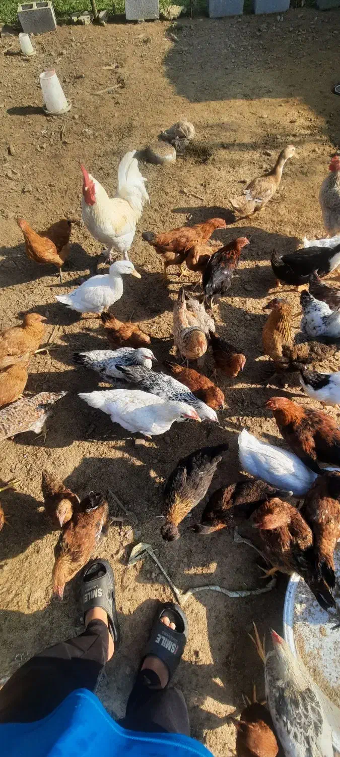 ۲۵ عدد خروس و ۱۰ عدد مرغ|حیوانات مزرعه|گوراب زرمیخ, |دیوار