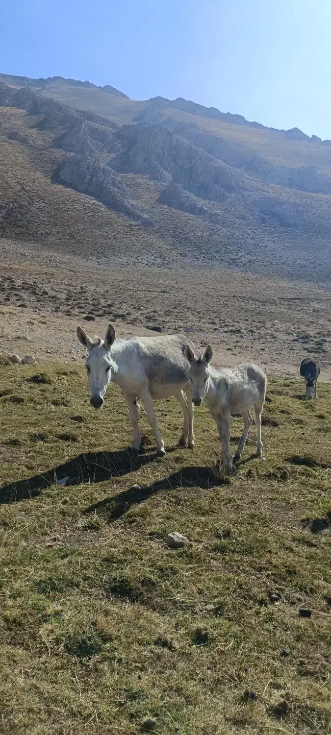خر ماده (الاغ) باری و گله ای همراه با کره|حیوانات مزرعه|سمنان, |دیوار