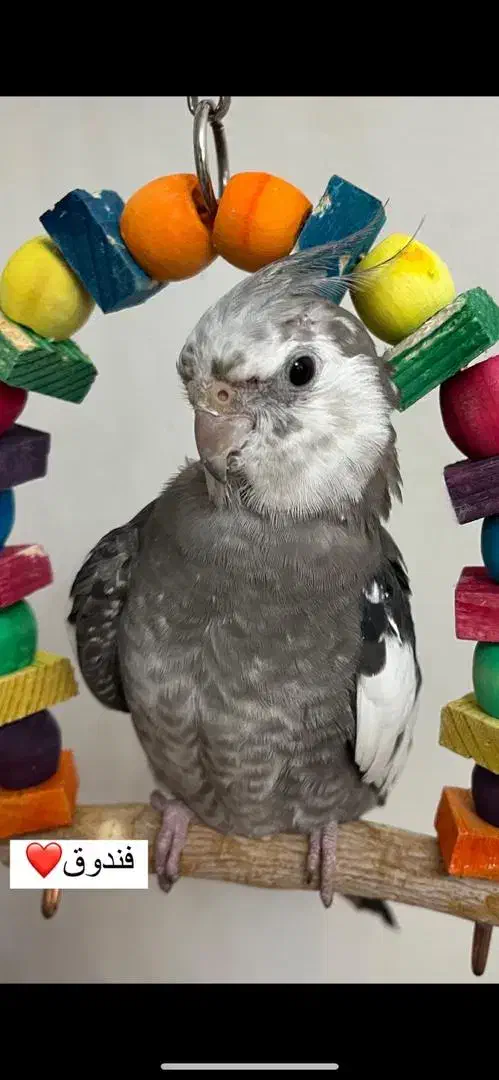 عروس هلندی خانگی سالم دستی|پرنده|رودهن, |دیوار