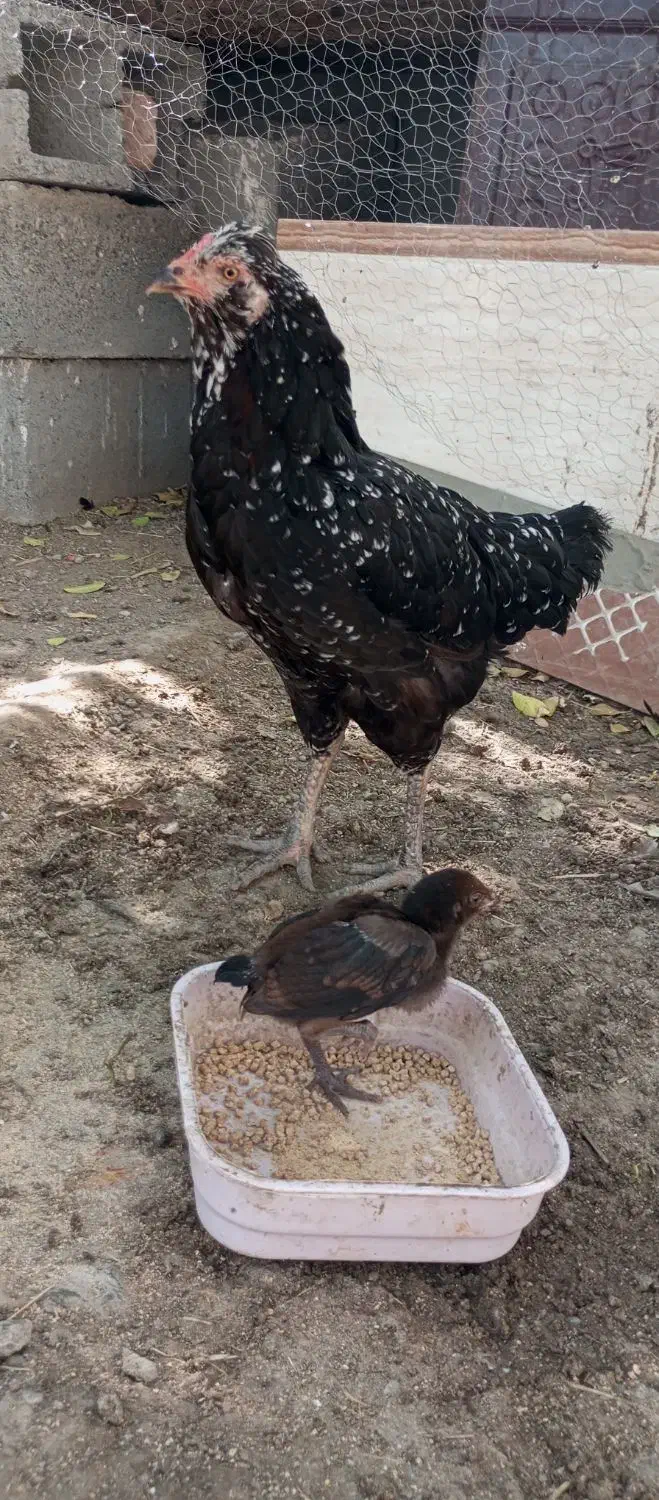 فروشی|حیوانات مزرعه|میناب, |دیوار