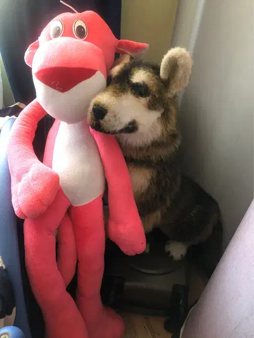 اسباب بازی|اسباببازی بچه|تبریز, |دیوار