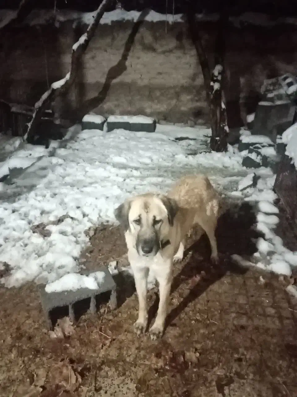 سگ سرابی|سگ|تفت, |دیوار