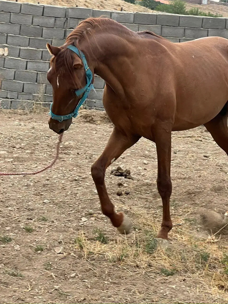 فروش اسب زیبای عرب خالص ایرانی|اسب و تجهیزات اسب‌سواری|دماوند, گیلاوند|دیوار