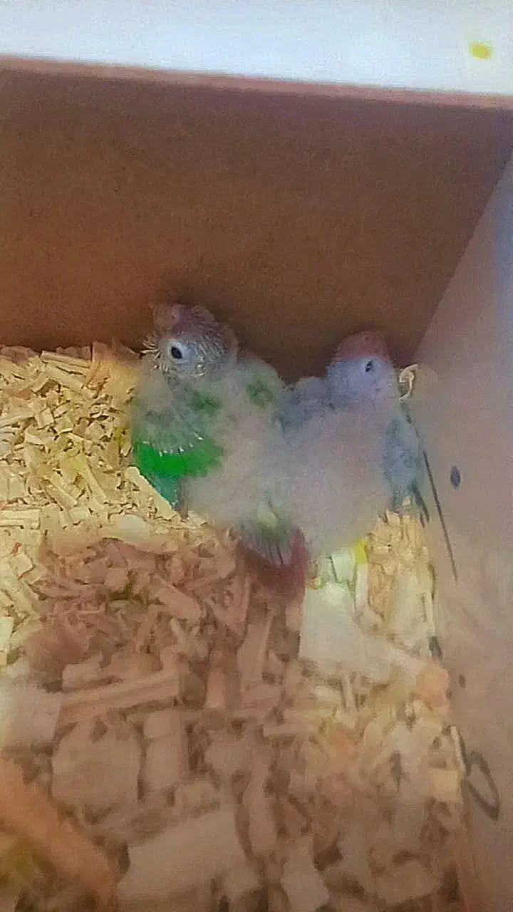 پرنده سرای شاهین|پرنده|نیشابور, عدالت|دیوار