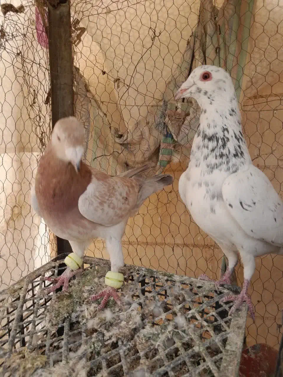 کفتر زرد سرخ سبز سار کله هما|پرنده|تربت‌حیدریه, نواب صفوی|دیوار