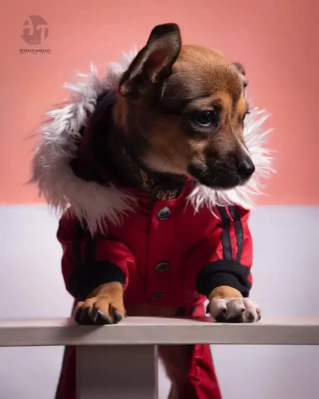 سگ گمشده|حیوانات|رشت, یخسازی|دیوار