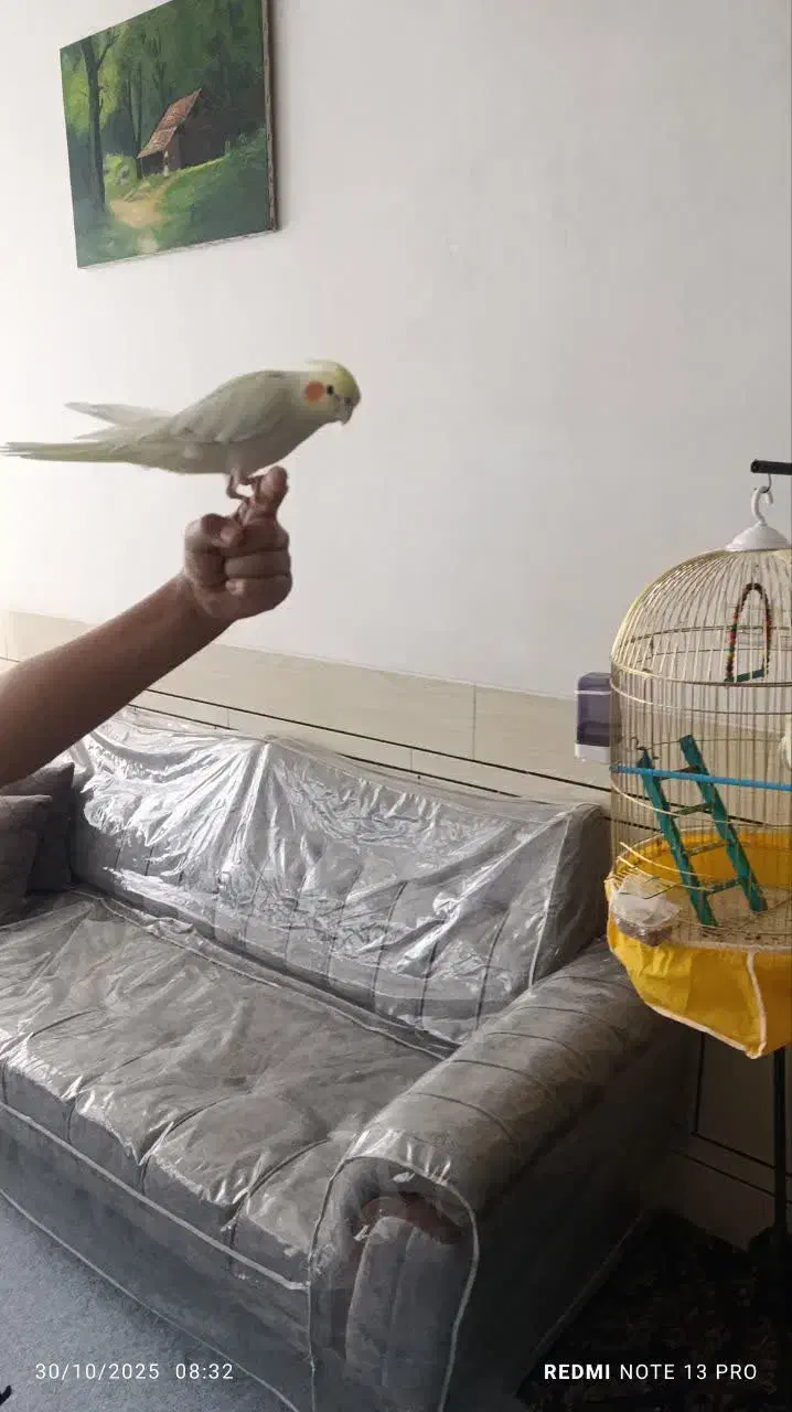 عروس هلندی لو تینو|پرنده|نجفآباد, یزدانشهر|دیوار