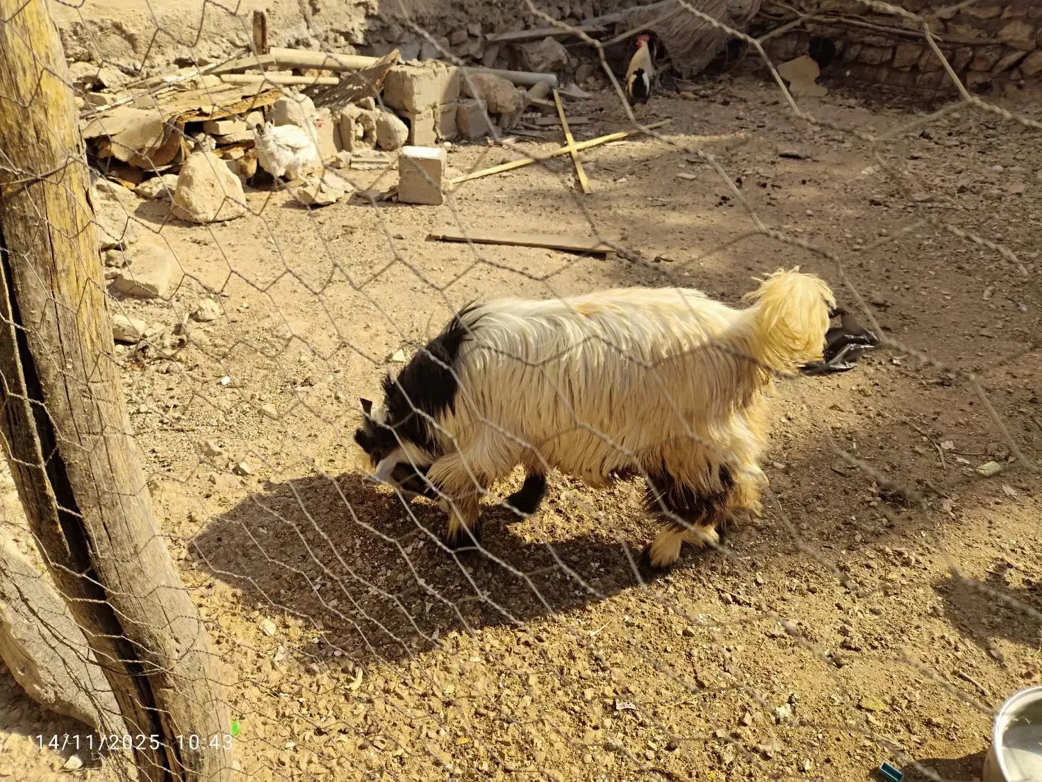 بیگ فروشی|حیوانات مزرعه|ایذه, |دیوار