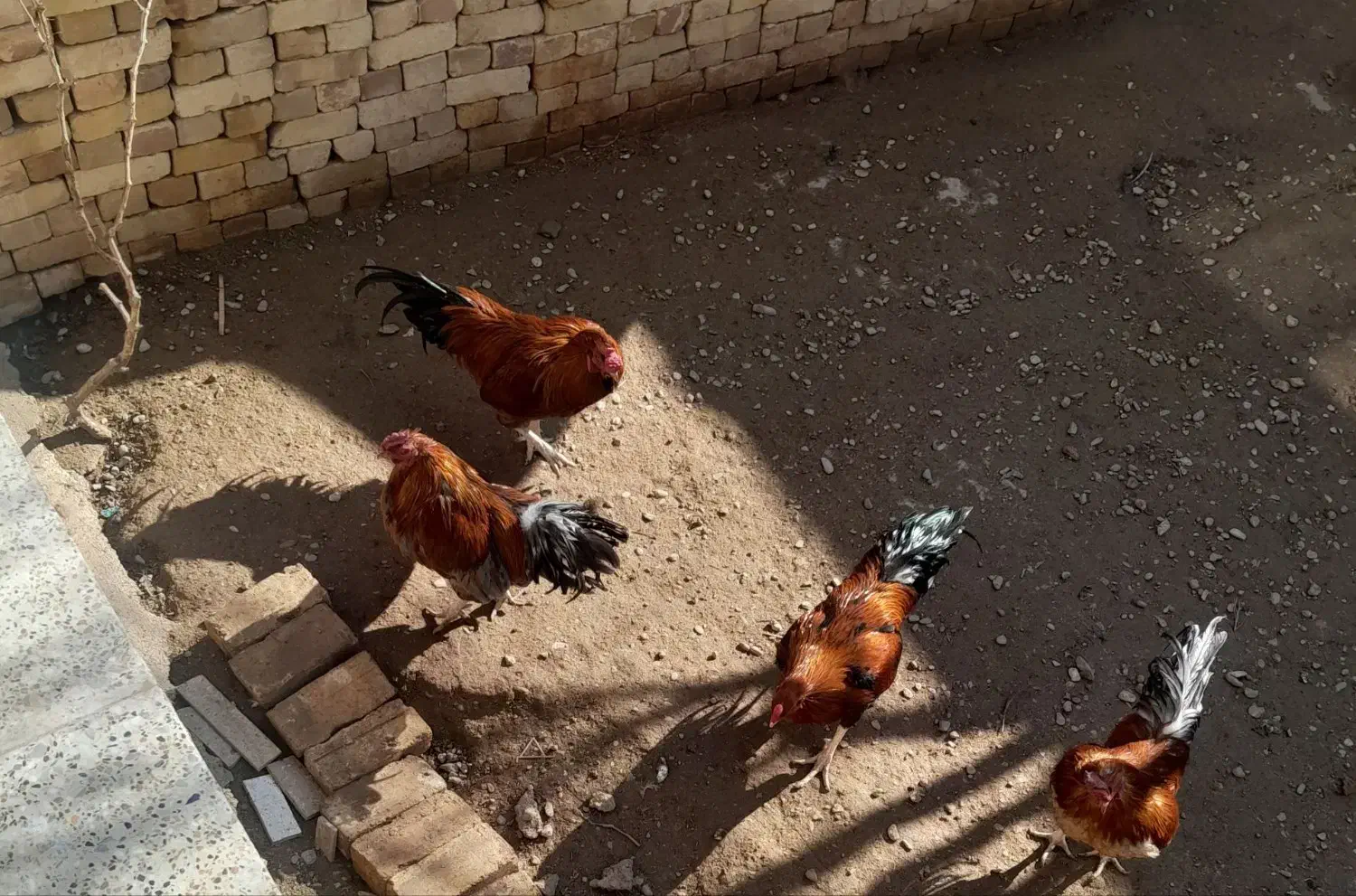 فروش مرغ و خروس و بوقلمون|حیوانات مزرعه|دشتابی, |دیوار