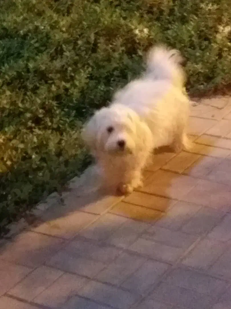 باسلام یک عدد توله سگ سفید ماده بفروش میرسد|سگ|قم, شاه سید علی|دیوار