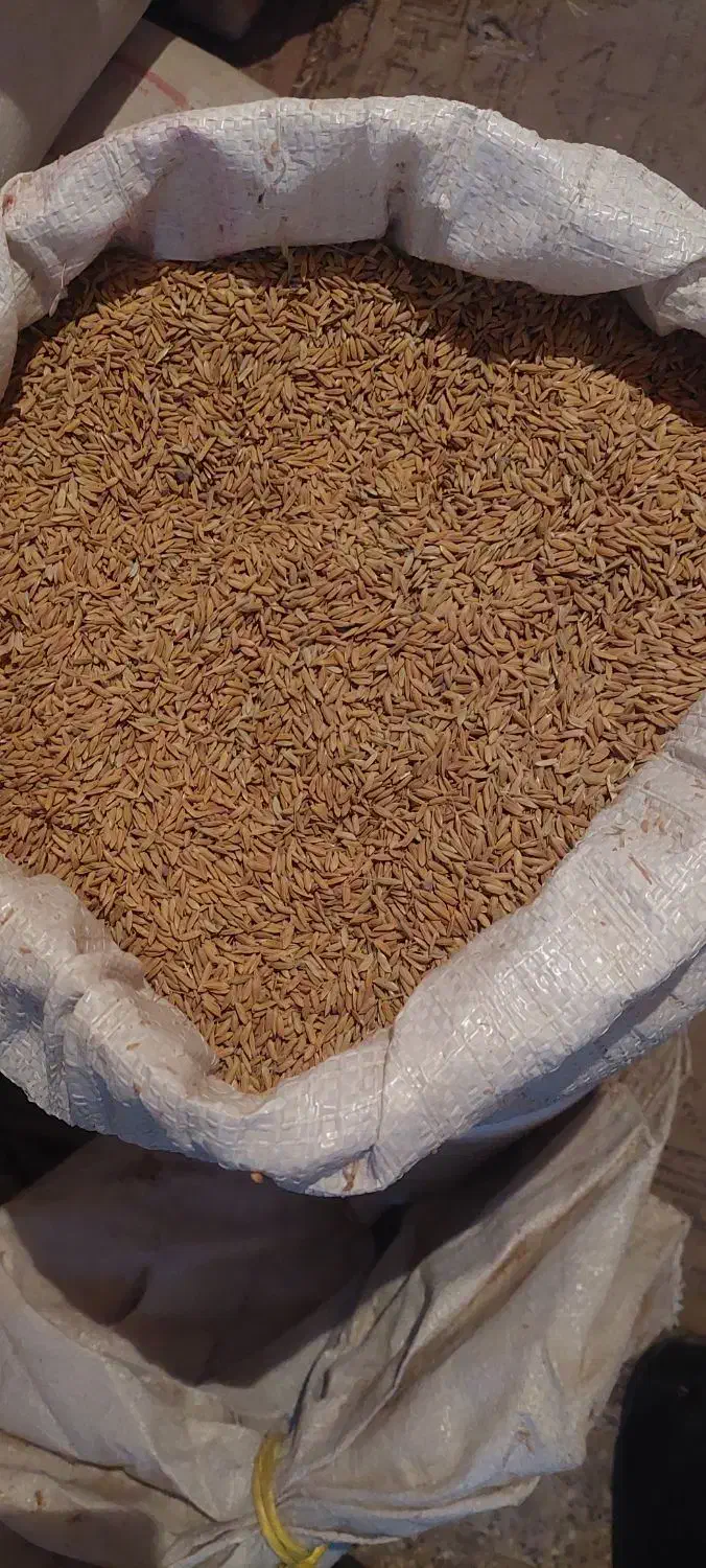 چلتوک لنجان|خوردنی و آشامیدنی|فولادشهر, زاینده رود|دیوار