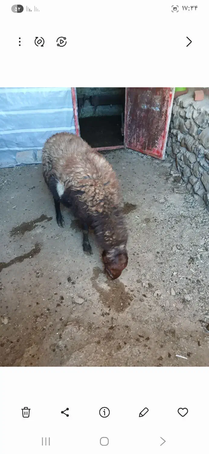 بره نر|حیوانات مزرعه|مریوان, |دیوار