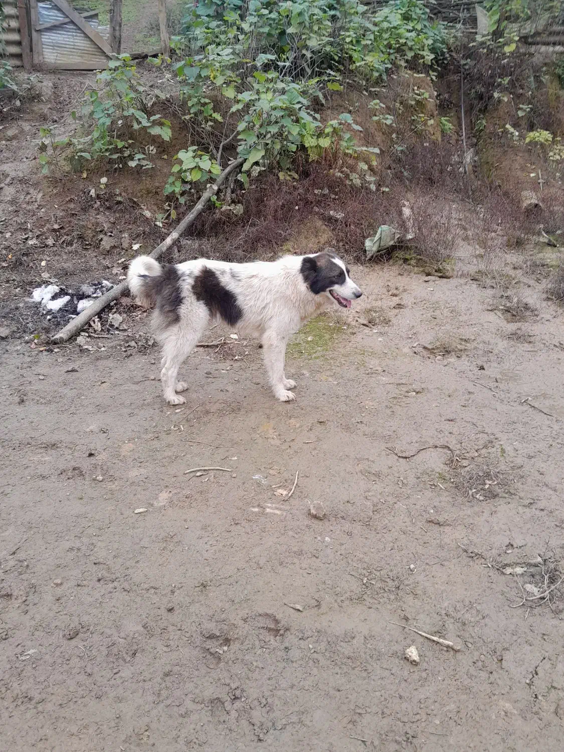 واگذاری سگ چوپانی وشکاری|سگ|احمدسرگوراب, |دیوار