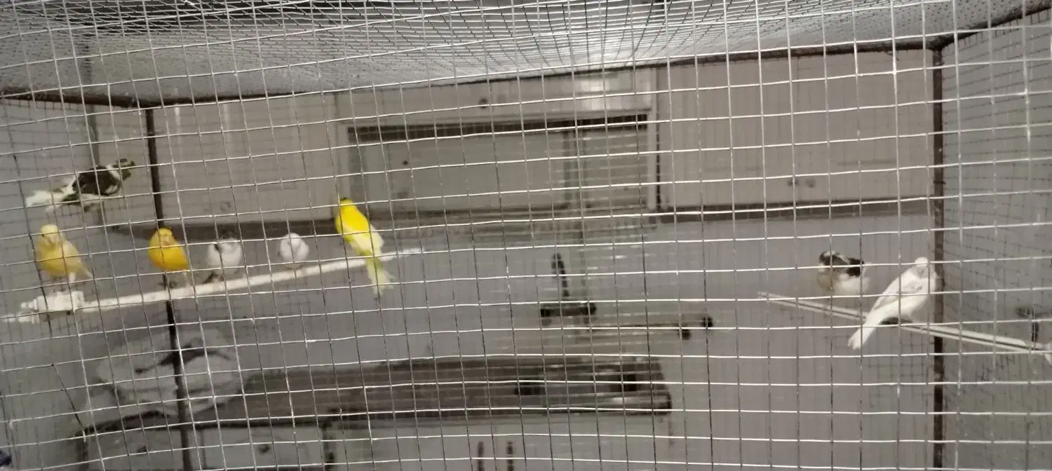 قناری|پرنده|اسفراین, |دیوار