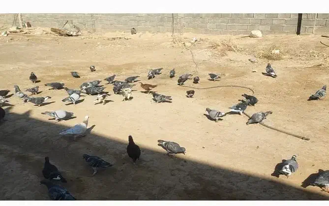 مسافتی پلاکی نامه بر شناسنامه دار کفتر کبوتر|پرنده|عطاملک, |دیوار