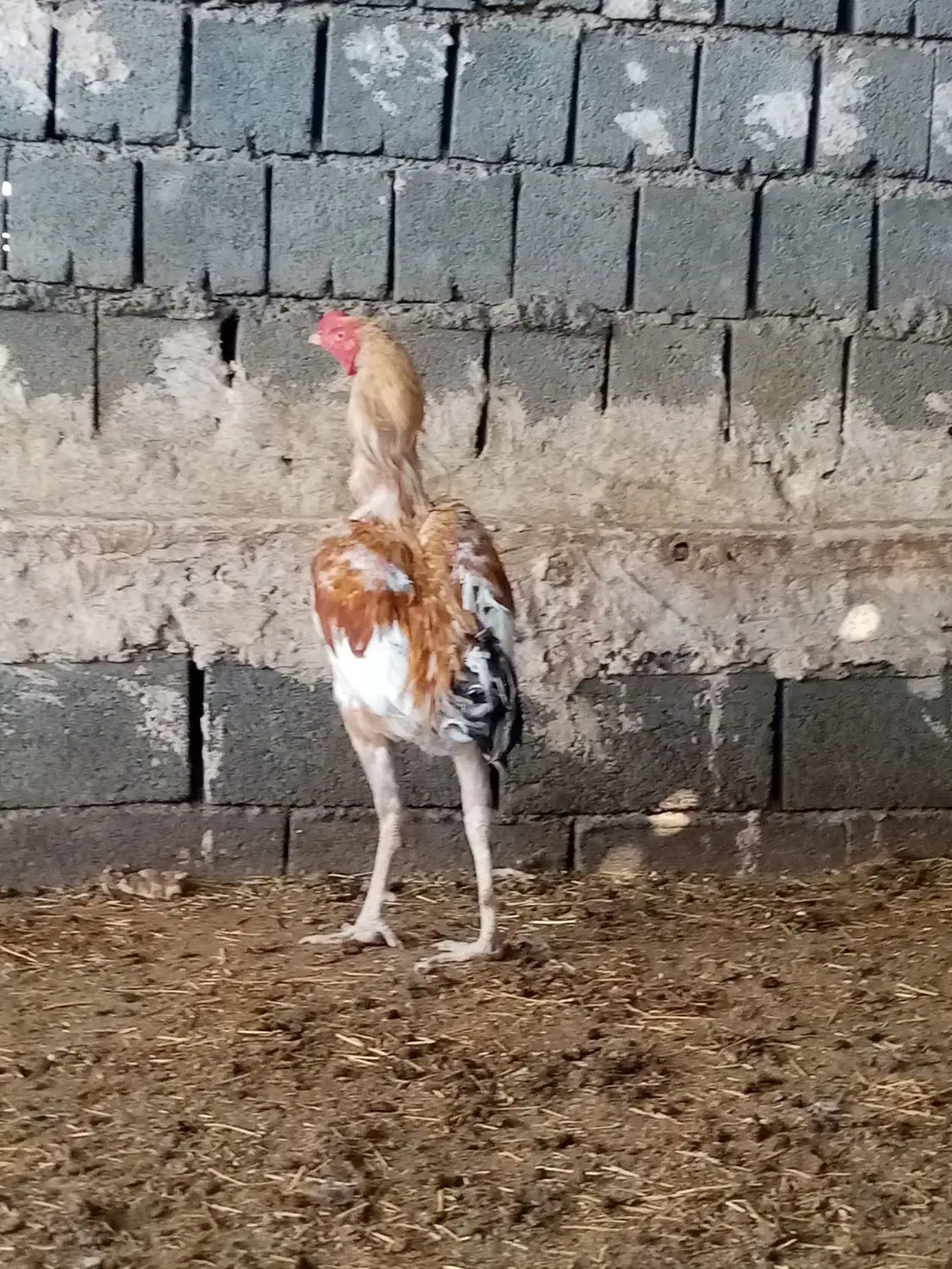 خروس لاری|حیوانات مزرعه|تربت جام, جلگه موسی آباد|دیوار