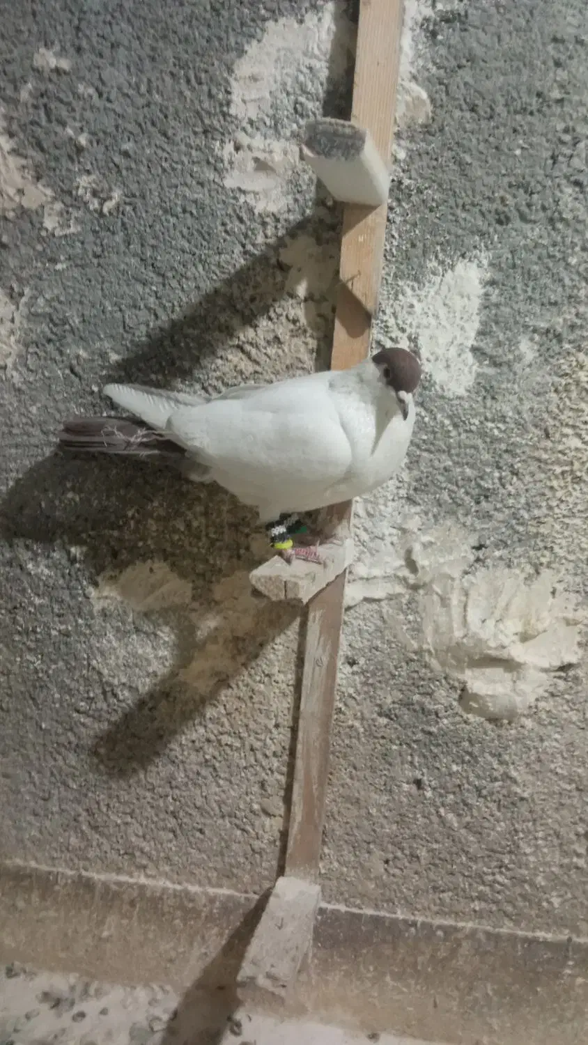 کبوتر صید پرشی|پرنده|مشهد, سیلو|دیوار